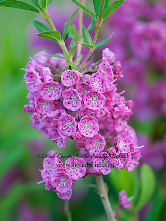 Kalmia angustifolia  SHEEP LAUREL 3014089z
