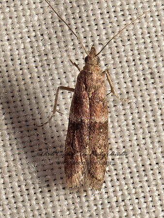 Ephestiodes infimella  PHYCITINI PYRALID MOTH 9051873z