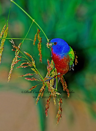 Passerina ciris  PAINTED BUNTING 91528z