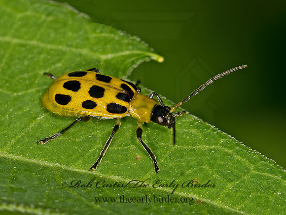 Diabrotica undecimpunctata  12-SPOTTED CUCUMBER BEETLE 1303816z