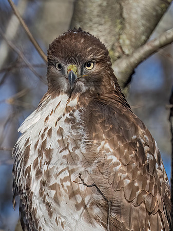 Buteo jamaicensis RED-TAILED HAWK 9092860z