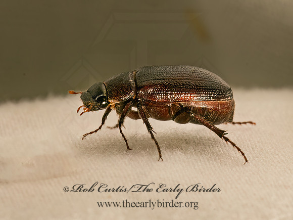 Diplotaxis harperi MAY BEETLE 9082166z