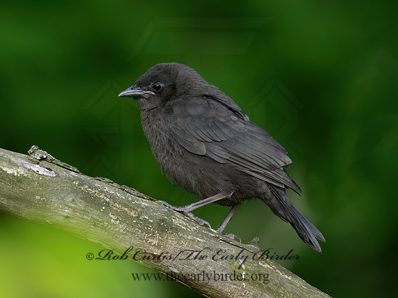 Quiscalus quiscula COMMON GRACKLE 9077890z-