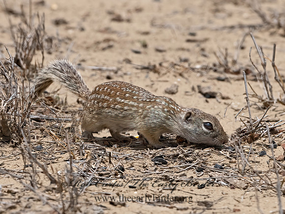 Ictidomys parvidens  RIO GRANDE GROUND SQUIRREL 3033475z