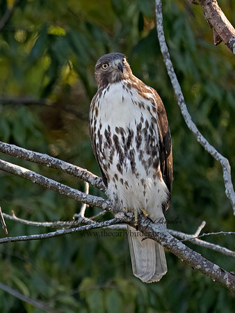 Buteo jamaicensis RED-TAILED HAWK 3047386 (1)