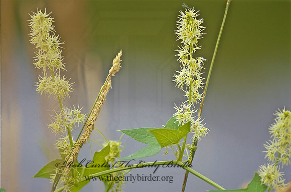 Echinocystis lobata  WILD CUCUMBER 32037z