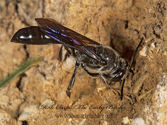 Trypoxylon (Trypargilum)  SQUARE-HEADED WASP 1111011 z