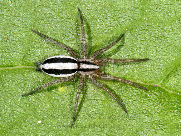 Cesonia bilineata  GROUND SPIDER 9079640z