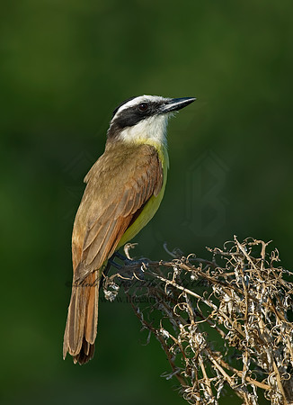 Pitangus sulphuratus  GREAT KISKADEE 7005745z