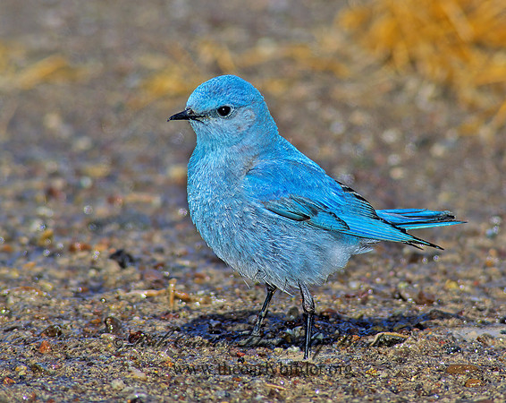 Sialia currucoides  MOUNTAIN BLUEBIRD  103022z