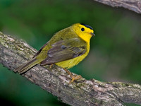 Cardellina pusilla WILSON'S WARBLER 6006255z