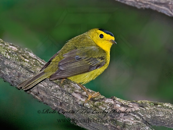 Cardellina pusilla  WILSON'S WARBLER 6006255z