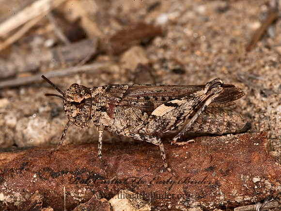 Chimarocephala pacifica  PAINTED MEADOW GRASSHOPPER 8037137z