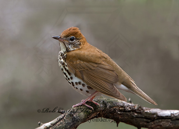 Hylocichla mustelina WOOD THRUSH 9028995z