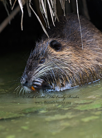 Myocastor coypus  NUTRIA 6022797 z
