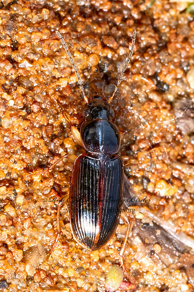 Stenolophus ochropezus  SEEDCORN BEETLE 9079783z