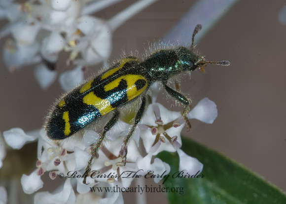 Trichodes ornatus ORNATE CHECKERED BEETLE 7010257z