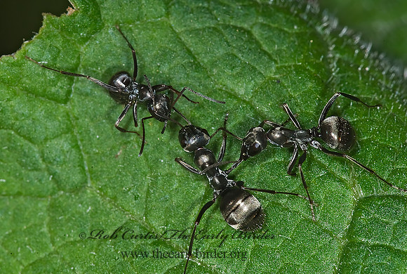 Formica subsericea~ 6016973 z