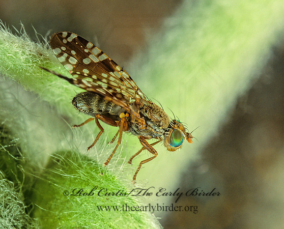 Neotephritis finalis FRUIT FLY 144221z