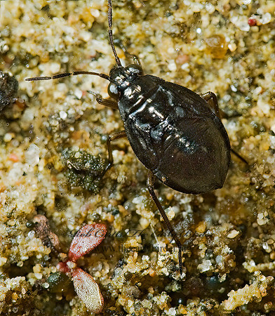 Salda lugubris 5002540z