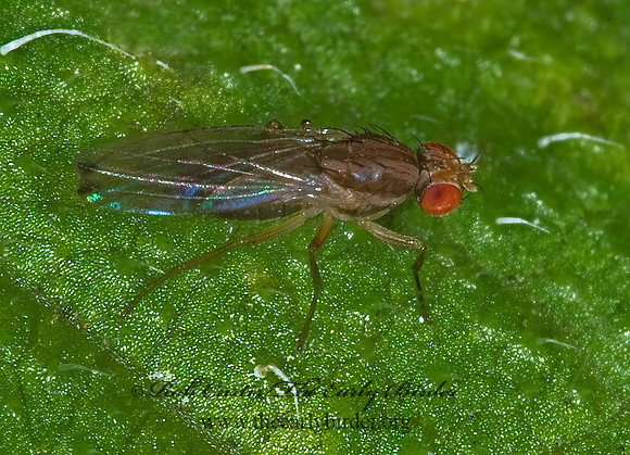Scaptomyza 6015967z
