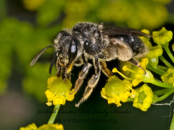 Andrena  BLACK MINER BEE 9079241z