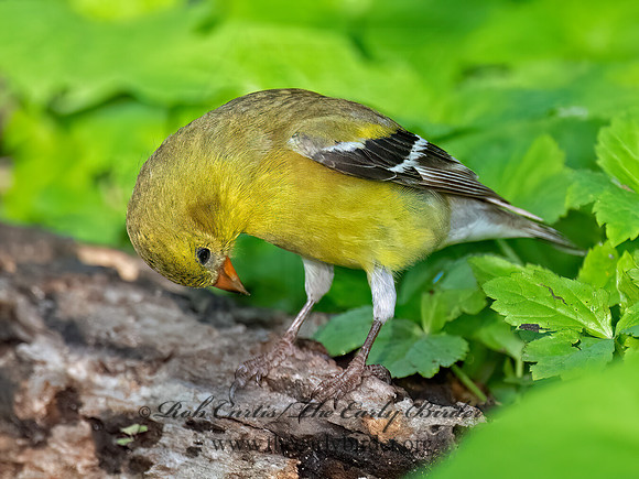 Spinus tristis AMERICAN GOLDFINCH 9087681z