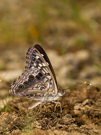 Asterocampa celtis  HACKBERRY EMPEROR 8016712z
