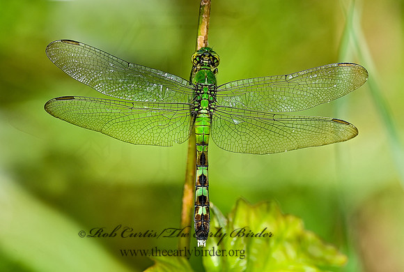 Erythemis simplicicollis EASTERN PONDHAWK 6010692 F