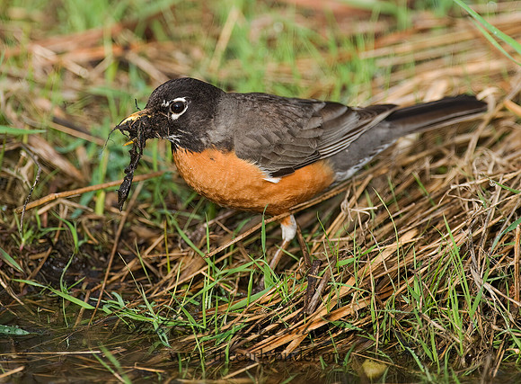 Turdus migratorius  AMERICAN ROBIN 8002379z