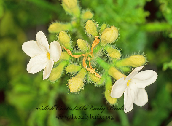 Cnidoscolus texana  BULL NETTLE 87036z
