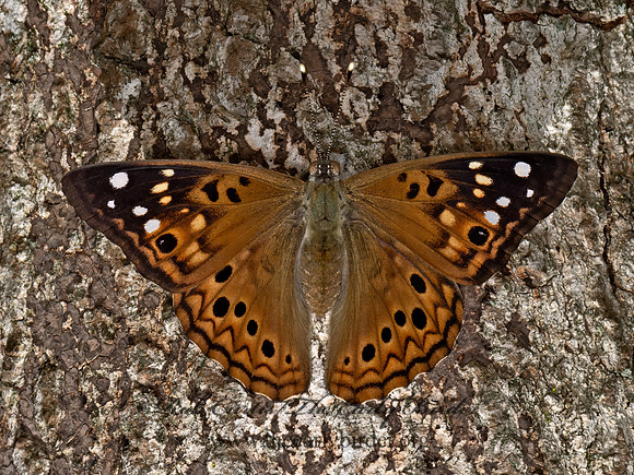Asterocampa celtis  HACKBERRY EMPEROR 3041578z