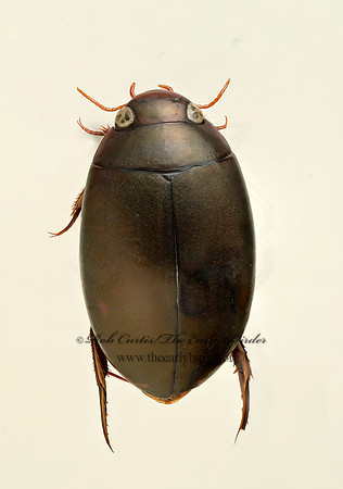 Ilybius incarinatus   AGABINI DIVING BEETLE 9019318z
