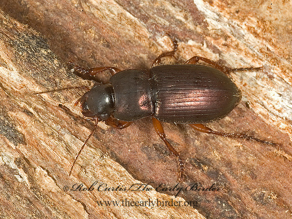 Harpalus (Pseudoophonus) compar 5015565z