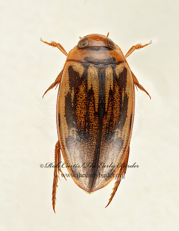 Coptotomus longulus  PREDACEOUS DIVING BEETLE  9019310z