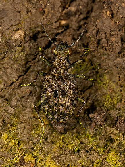 Elaphrus ruscarius  MARSH GROUND BEETLE 9078466z