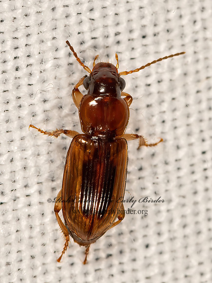 Stenolophus (Agonoderus) lecontei  SEEDCORN BEETLE 3026073z