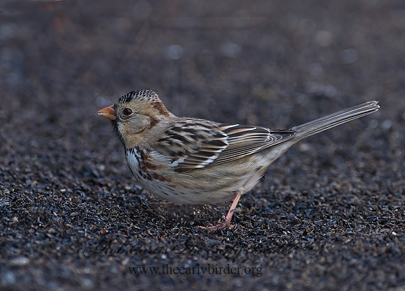 Zonotrichia querula  HARRIS'S SPARROW 7014167z