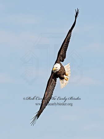 Haliaeetus leucocephalus  BALD EAGLE 9018351z