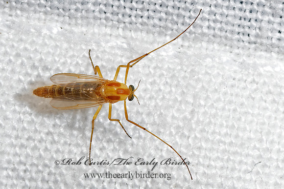 Chironomiini  ORANGE MIDGE 3 3039278z