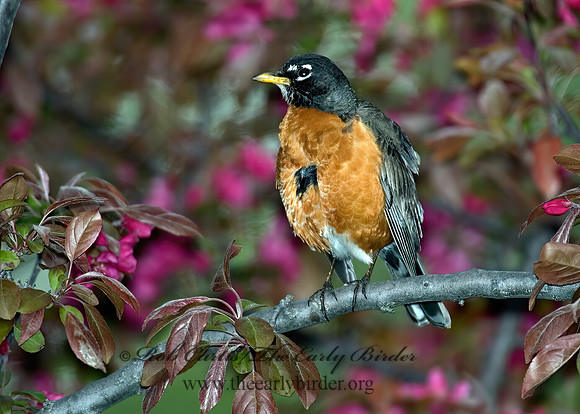 Turdus migratorius  AMERICAN ROBIN 5006588z
