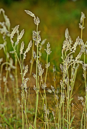 Froelichia gracilis  SLENDER SNAKE COTTON 23518z
