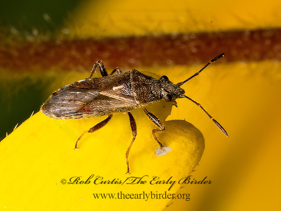 Neortholomus scolopax  SEED BUG 9069259z