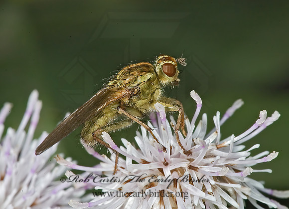 Scathophaga stercoraria  DUNG FLY 5015926z