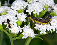 Haploa contigua~ NEIGHBOR MOTH~ 6015040z