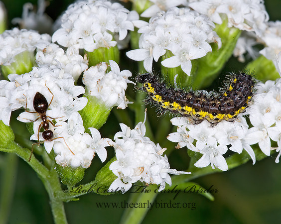 Haploa contigua~ NEIGHBOR MOTH~ 6015040z
