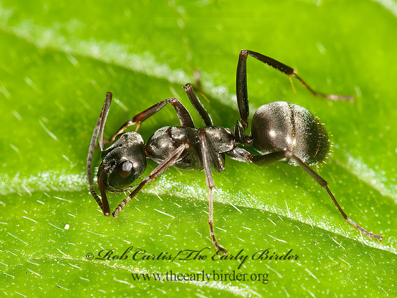Formica subsericea  SILKY FIELD ANT 3014579z