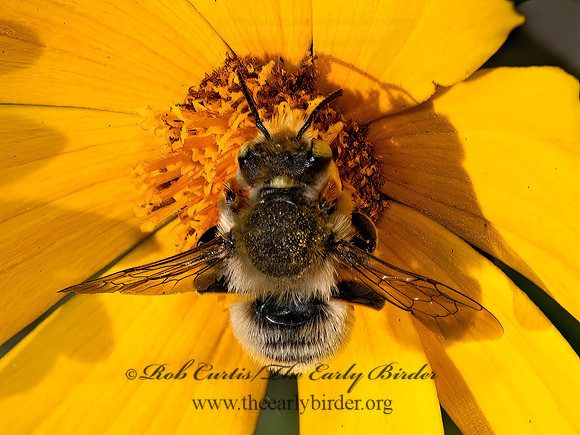 Megachile latimanus  BROAD-HANDED LEAFCUTTER 9079707z