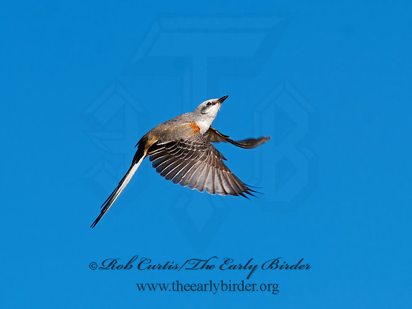 Tyrannus forficatus SCISSOR-TAILED FLYCATCHER 8029670z