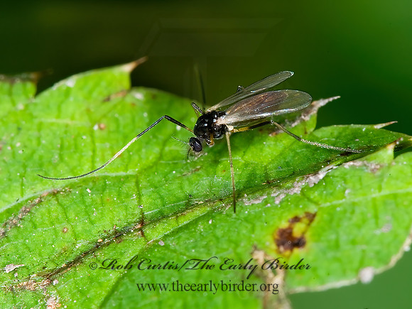 Paratendipes albimanus  CHIRONOMINI MIDGE 6011320z